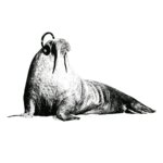 Wordless Walrus